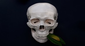 Skull with leaves