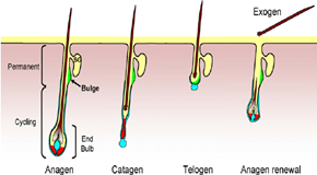 Hair-follicle-cycle-The-different-stages-of-the-adult-hair-follicle-are-divided-into