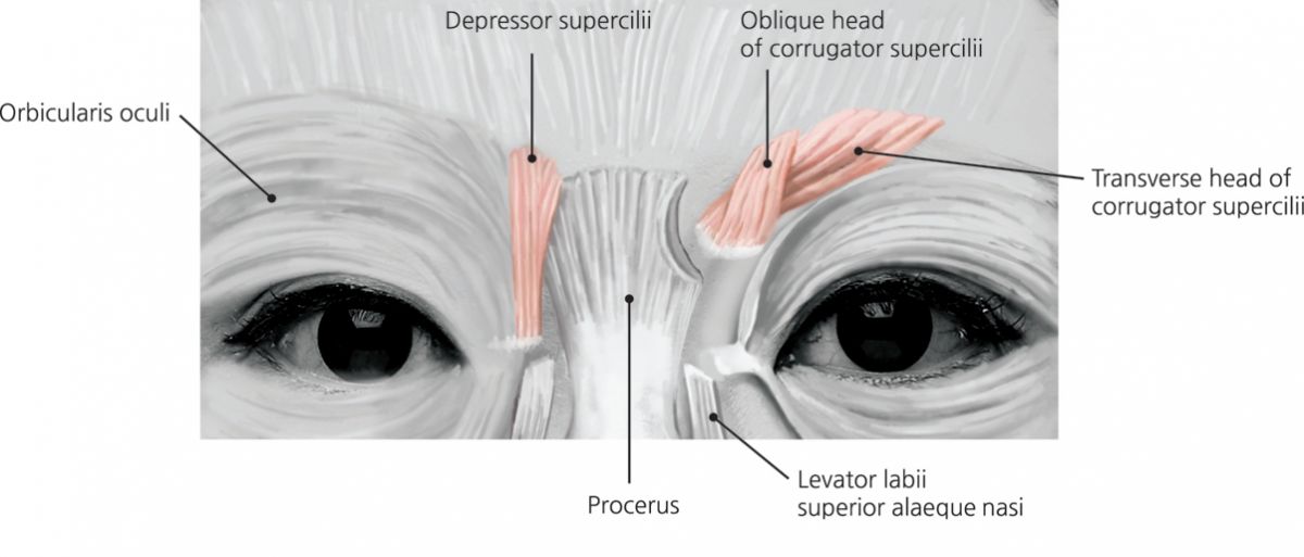 Corrugator supercilii